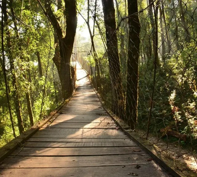 Avelia at The Valley by Emaar — canopy walk through The Valley forest trails